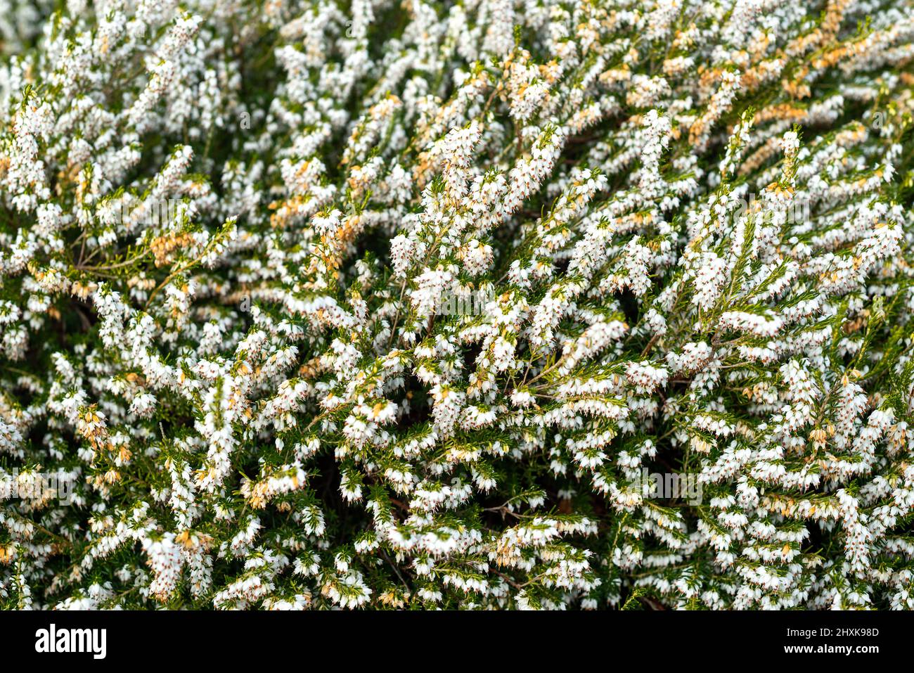 Close up of beautiful flowering lucky white heather plant, Calluna Vulgaris, in the Glen of Aherlow, Tipperary, Ireland. Stock Photo