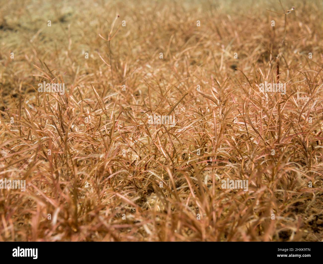 Various-leaved pondweed growing densely on lake bottom Stock Photo