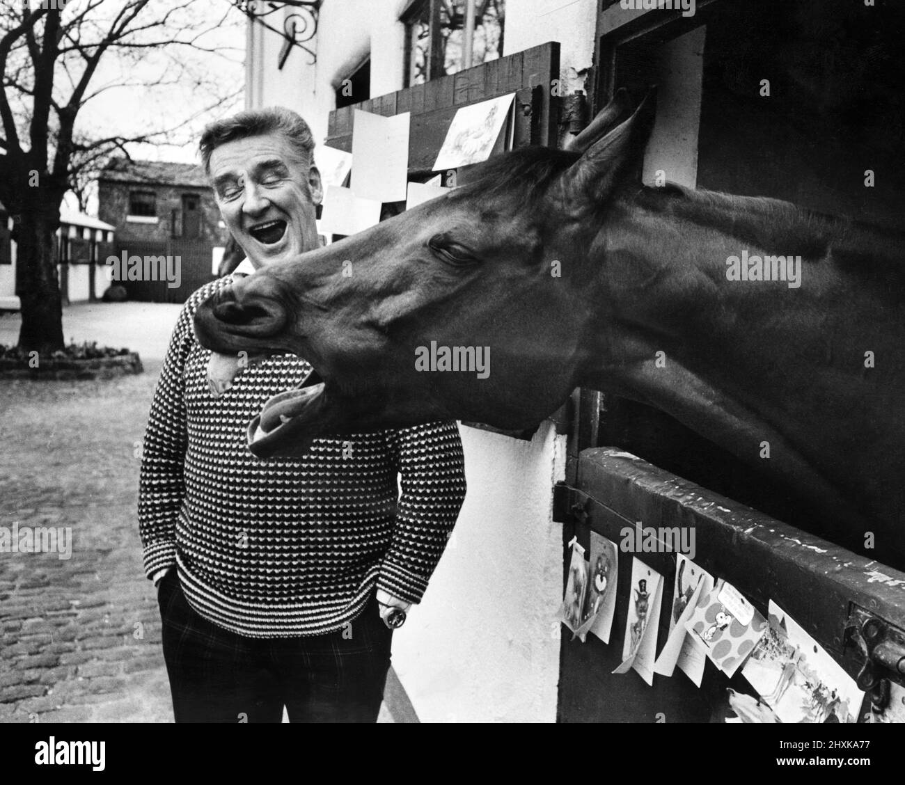 Legendary racehorse Red Rum and trainer Donald 'Ginger' McCain shar a joke at his Southport stable,  following victory in the Grand national for a record third time at Aintree. Photographer Stephen Shakeshaft managed to get Red Rum to 'laugh' by giving him a polo mint.  3rd April 1977. Stock Photo