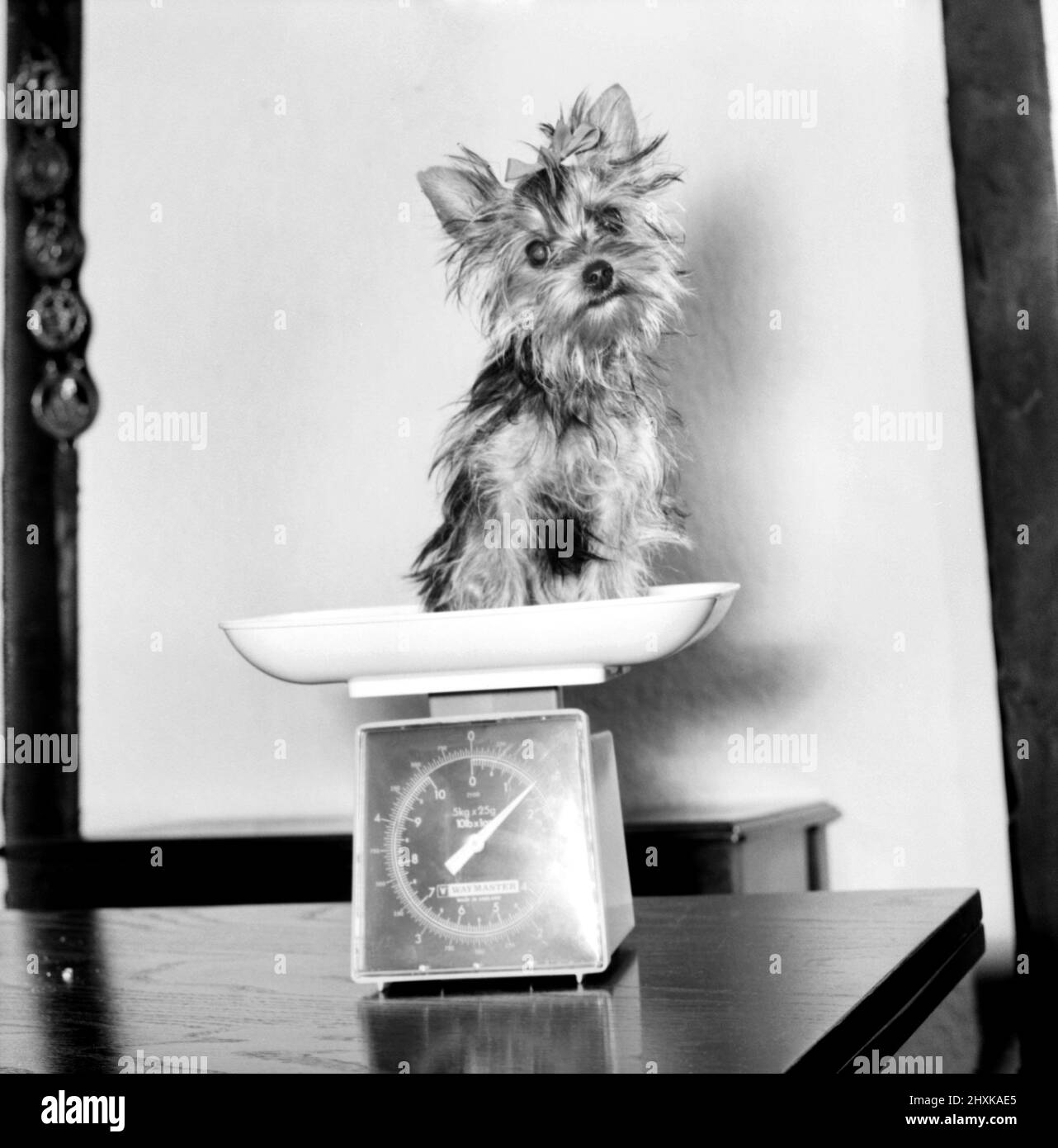 Fifi here is smaller than the average Yorkshire Terrier. Seen here sitting on a set of kitchen scales and weighing in at only 24 oz. April 1977 77-02090-001 Stock Photo