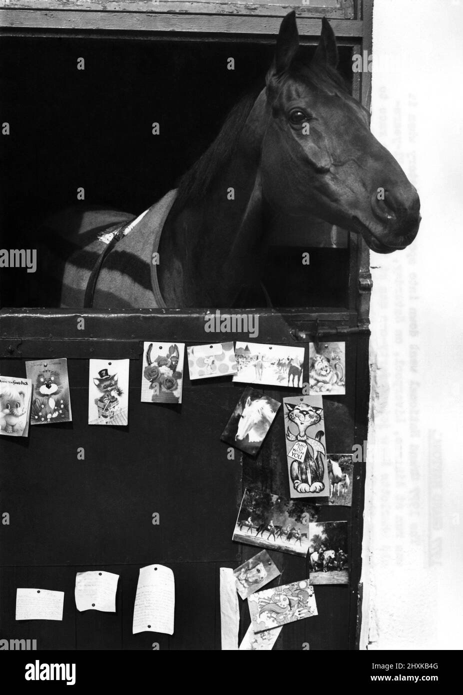 Red Rum back home in his stable after winning the Grand National for the third time. April 1977 P009406 Stock Photo