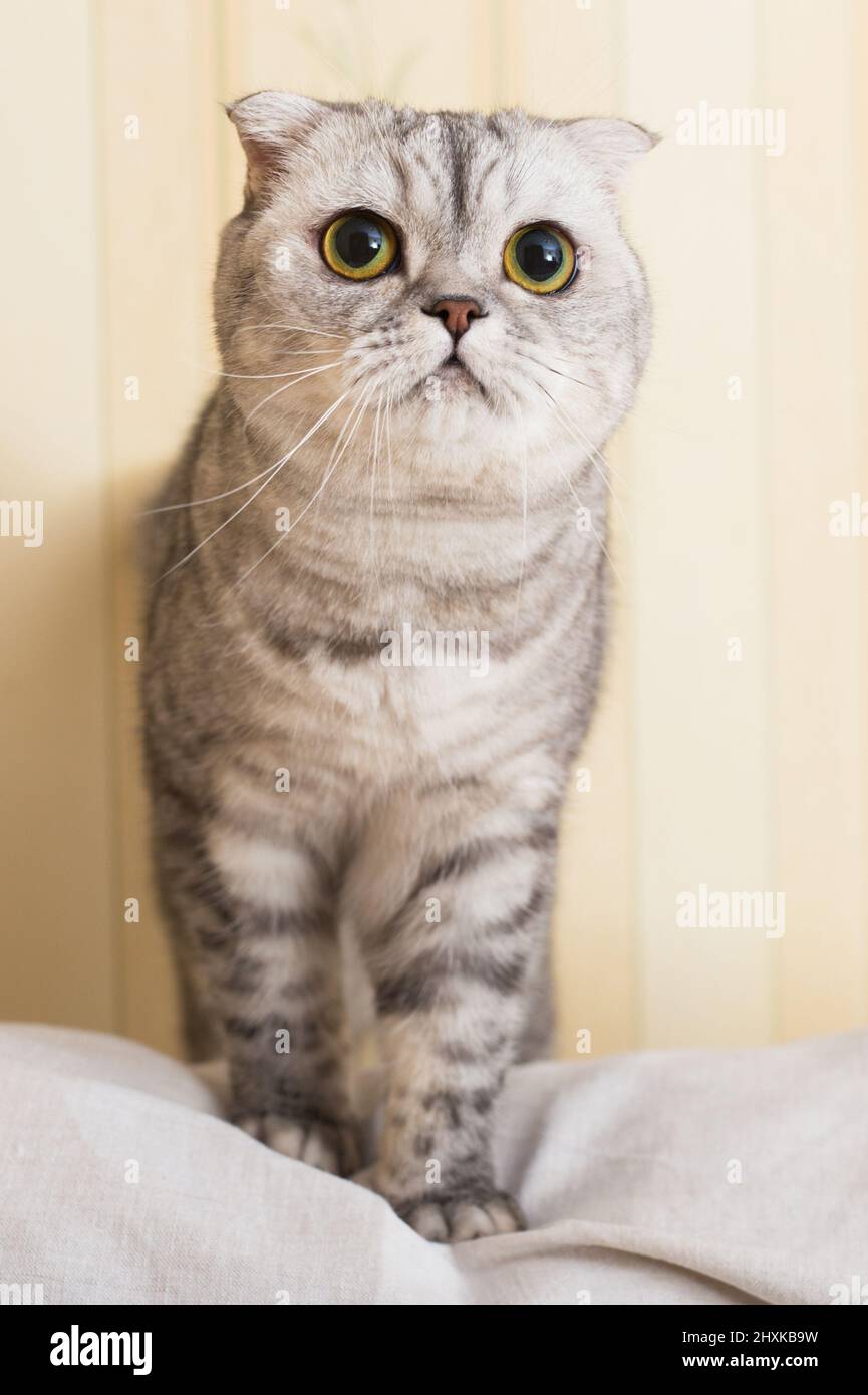 Aurora® - Miyoni® - 9\, image size:865x1390