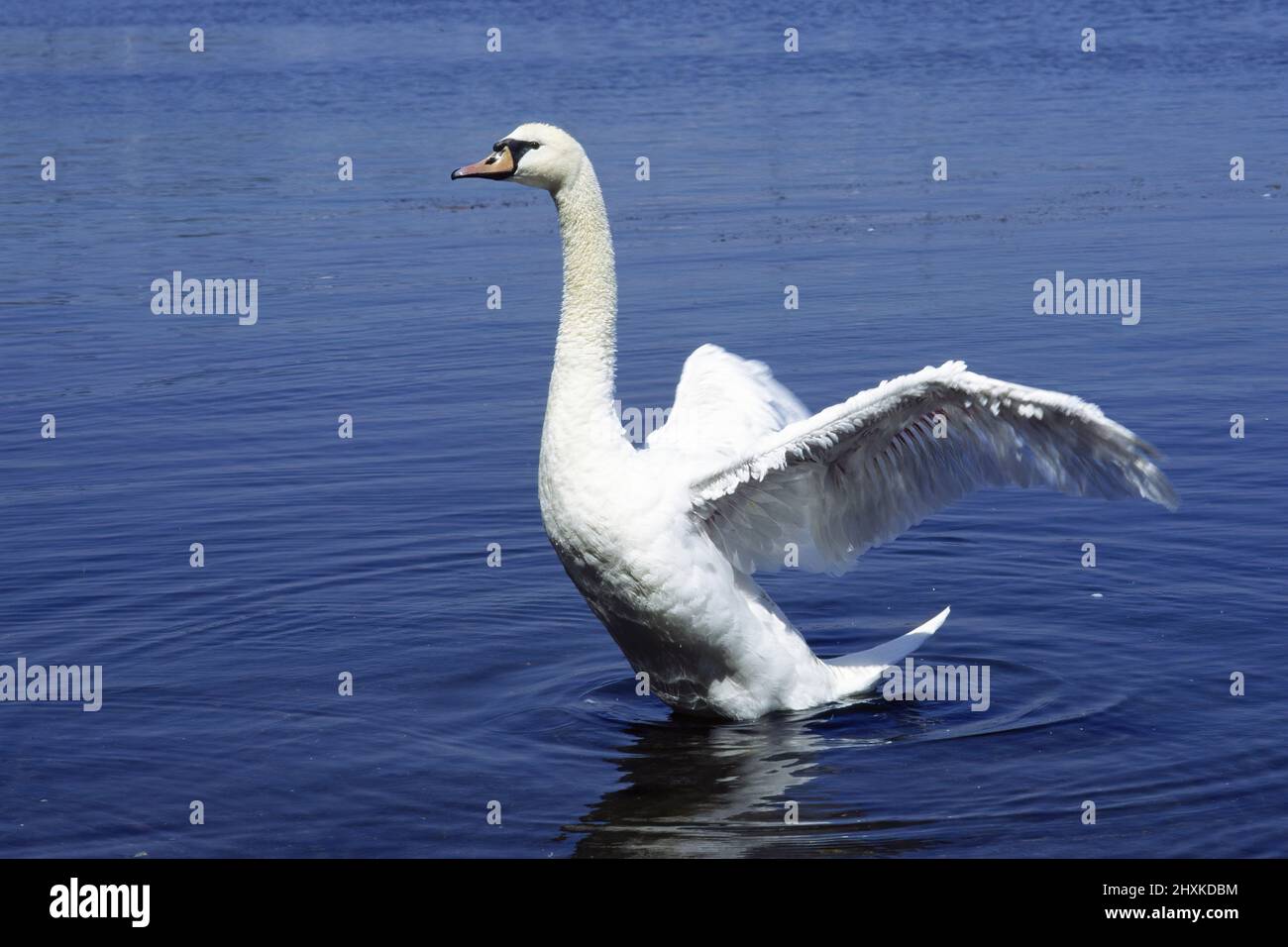 mute swan in a lake at open wings, Cygnus olor, Anatidae Stock Photo