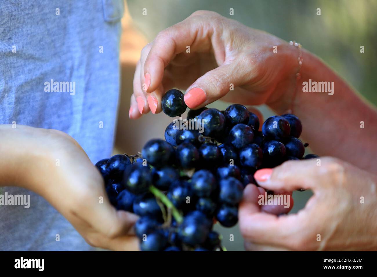 Fruit de la vigne hi-res stock photography and images - Alamy