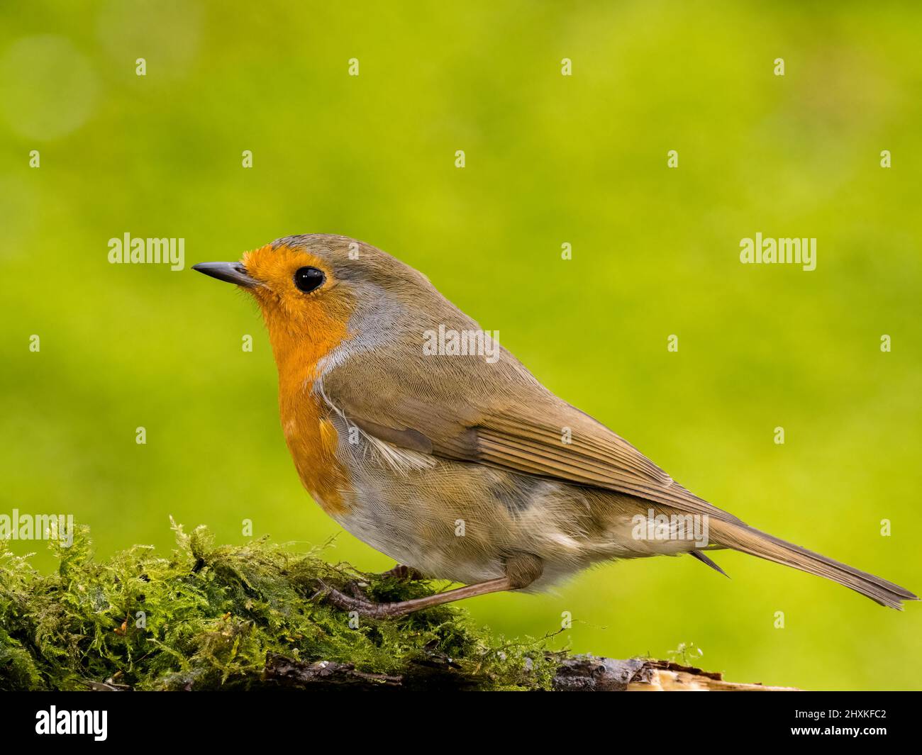 Robin foraging in early spring in mid Wales Stock Photo