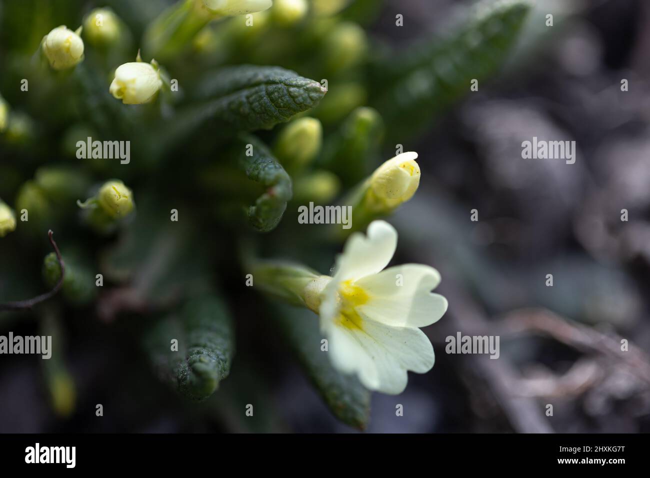 A small white spring flower grows from the ground. Stock Photo