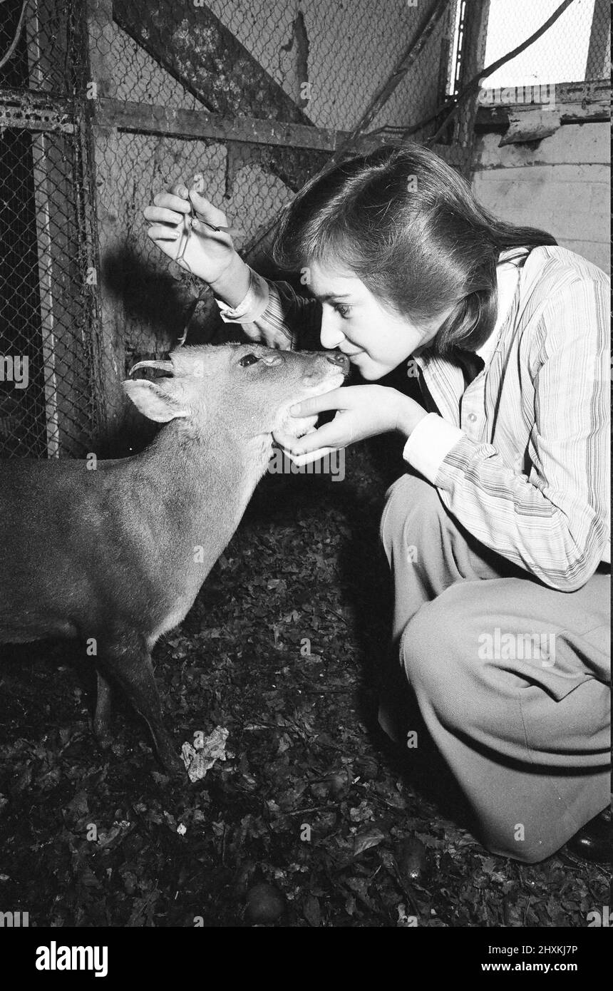 Exmouth Zoo closes down. The zoo was closed due to council orders regarding cramped living conditions for the animals. An extention was planned but denied by the council so over 200 animals had to be re-homed or put down. Kelsay Smith gives Bambi a Christmas kiss. 22nd December 1977. Stock Photo