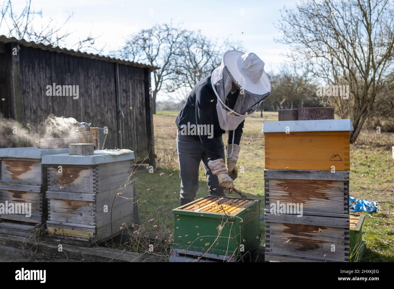 Rheinland-Pfalz, An einem sonnigen Frühjahrstag im Maudacher Bruch kümmert sich Leon Becht aus Waldsee (Pfalz) um sein Bienenvolk. Stock Photo