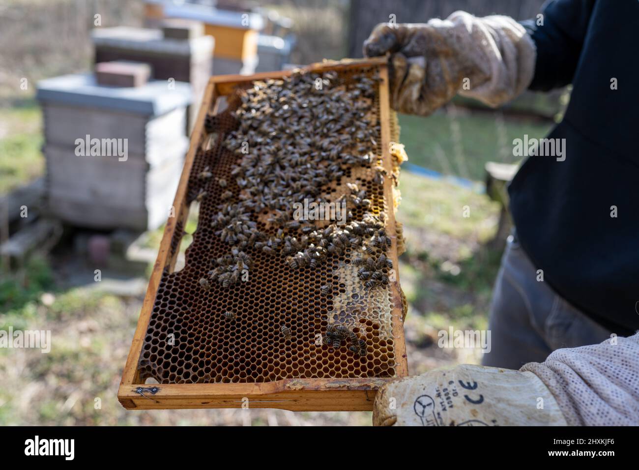 Rheinland-Pfalz, An einem sonnigen Frühjahrstag im Maudacher Bruch kümmert sich Leon Becht aus Waldsee (Pfalz) um sein Bienenvolk. Stock Photo