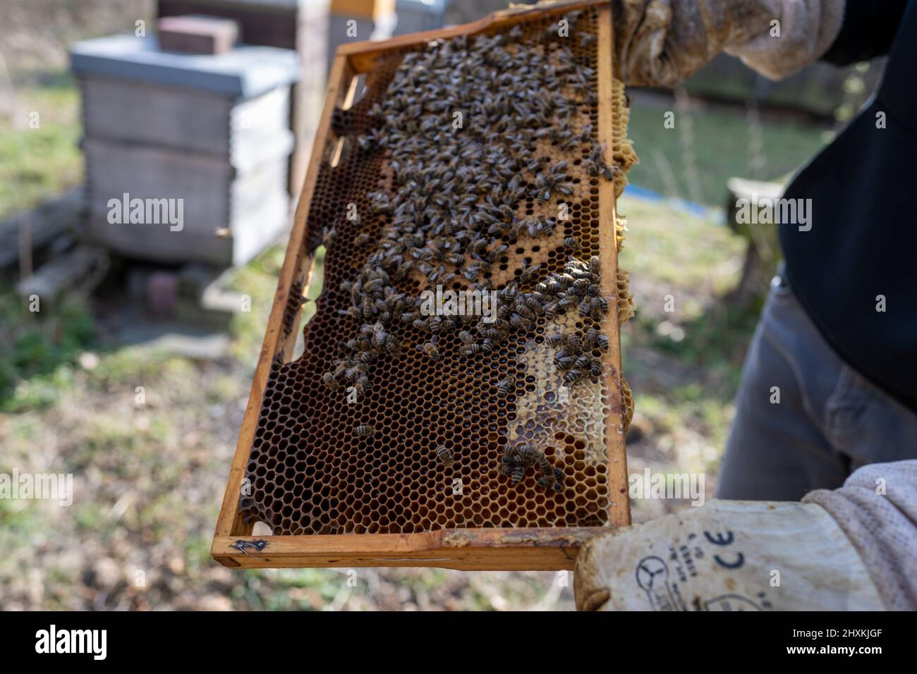 Rheinland-Pfalz, An einem sonnigen Frühjahrstag im Maudacher Bruch kümmert sich Leon Becht aus Waldsee (Pfalz) um sein Bienenvolk. Stock Photo