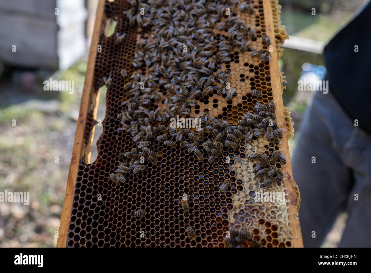 Rheinland-Pfalz, An einem sonnigen Frühjahrstag im Maudacher Bruch kümmert sich Leon Becht aus Waldsee (Pfalz) um sein Bienenvolk. Stock Photo