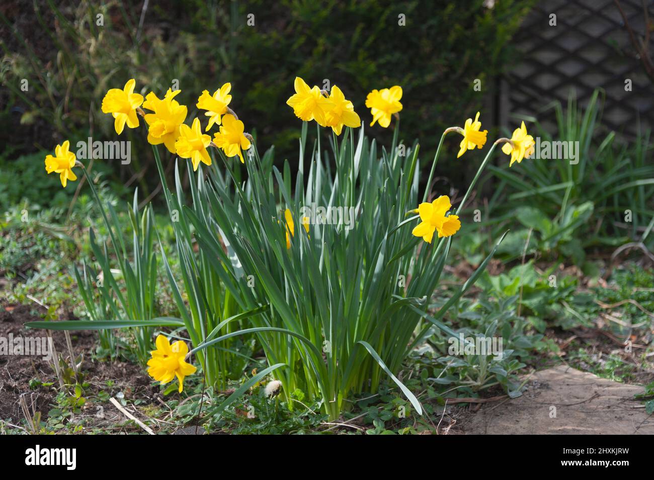 Daffodils in bloom in an early spring garden Stock Photo Alamy