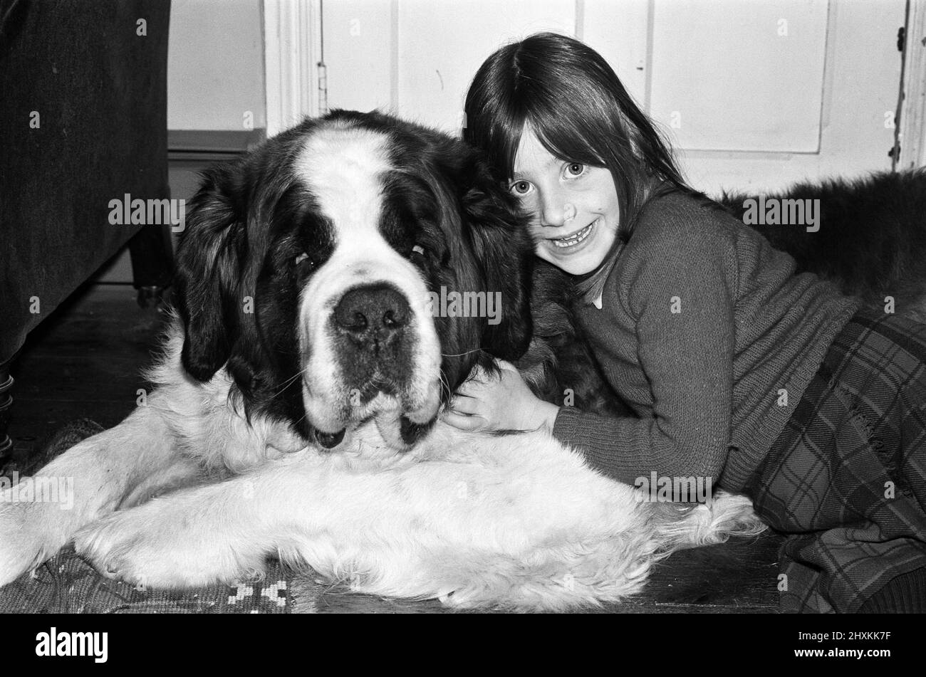 Black and hotsell white saint bernard