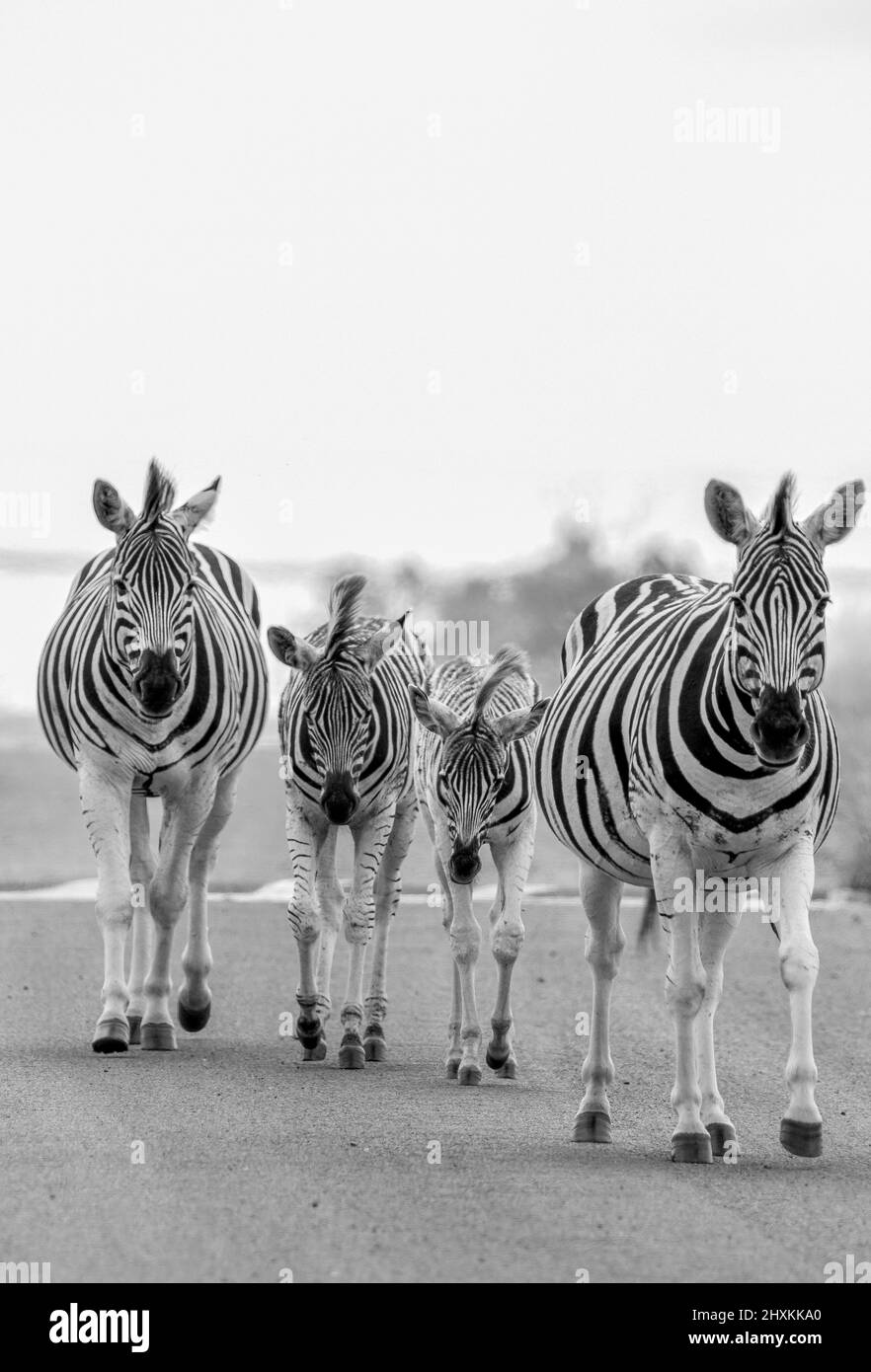 Plains Zebra, Pilanesberg National Park Stock Photo
