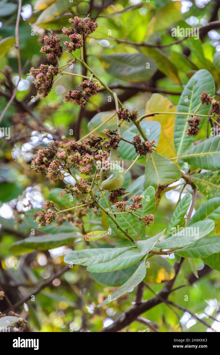 View of a cashew seed grown out of flowers on a tree ( Anacardium