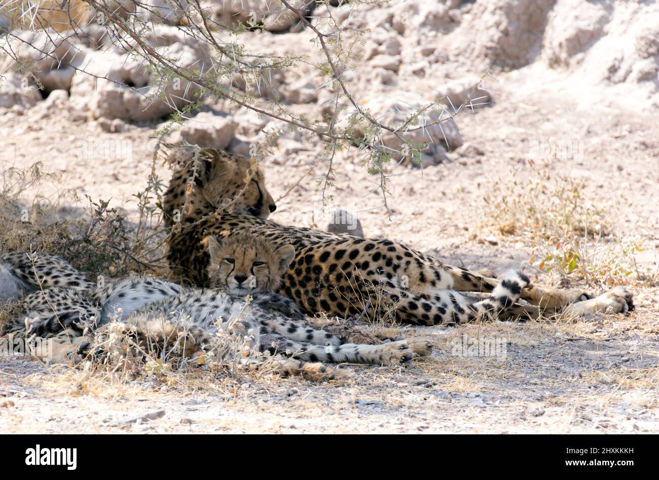 View of cheetah mother with cubs in Namibia Stock Photo - Alamy