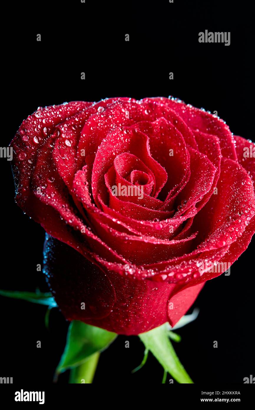 Floral background, flower of fresh wet rose with water drops, close up,  macro. single one red rose isolated on black background, copy space. flora  con Stock Photo - Alamy