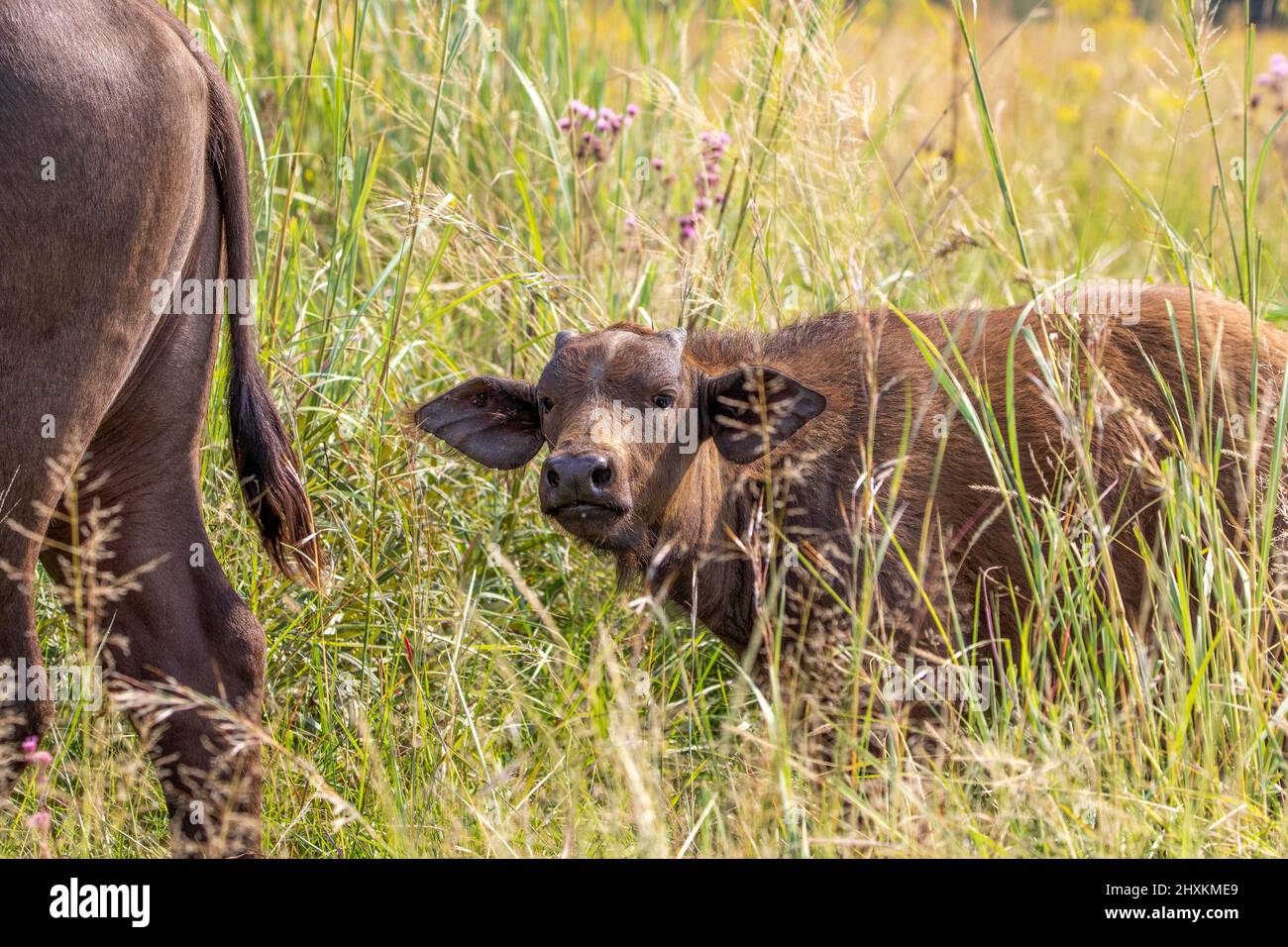 African Buffalo Calf, Kruger National Park Stock Photo