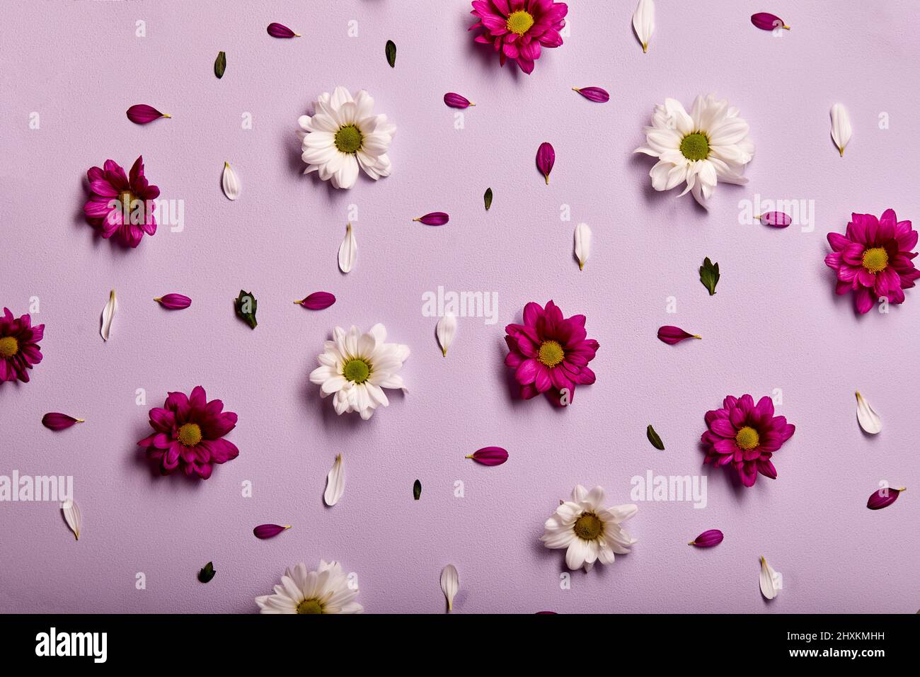 Pink and white gerbera flower on pink wall background. flat lay, close-up, top view. Spring flower, bouquet, inflorescence Stock Photo