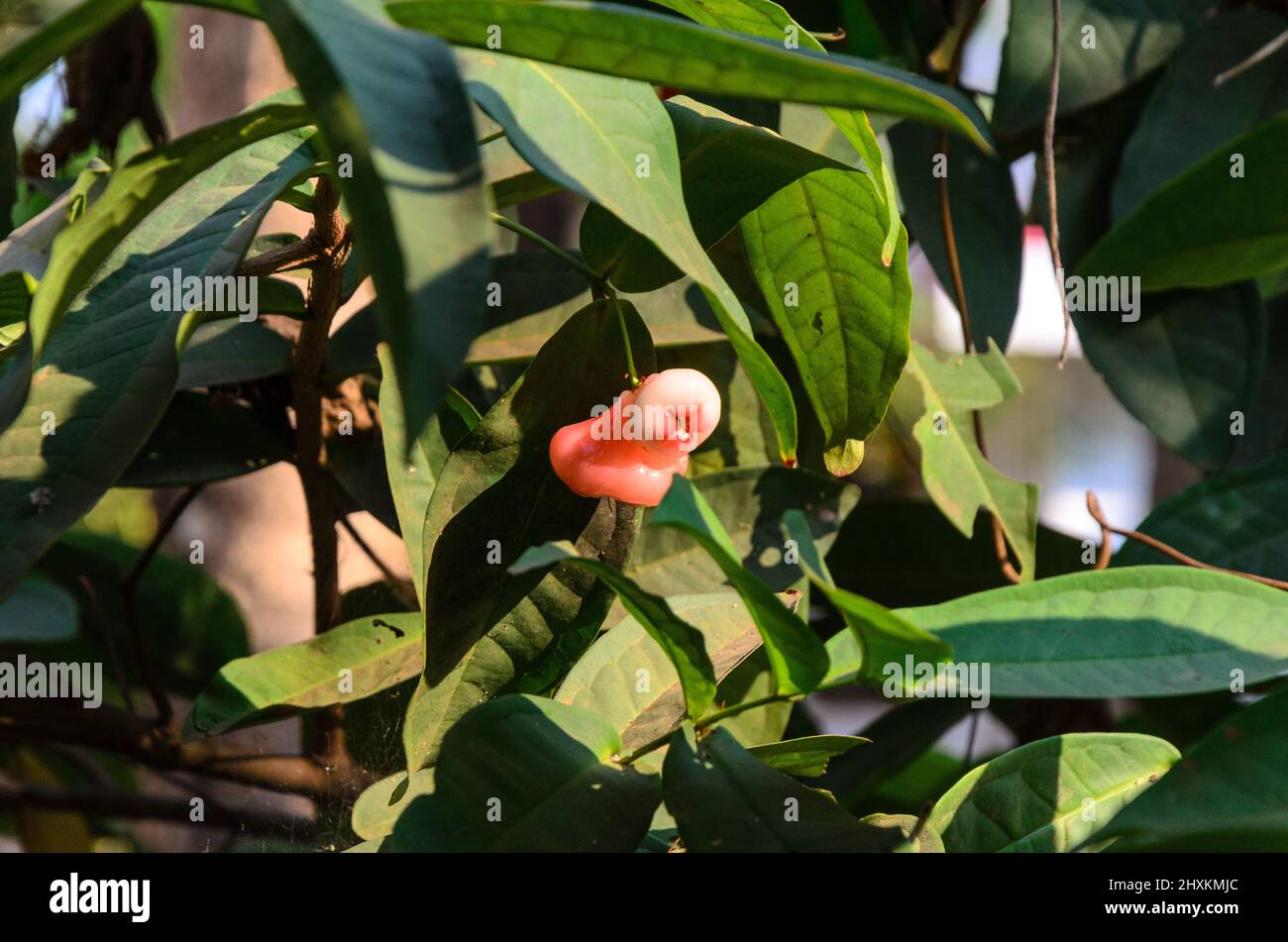 Tiny, light pink Rose Apples ( Syzygium samarangense ) growing on a tree in Goa, India Stock Photo