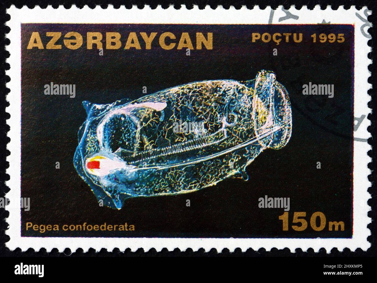 AZERBAIJAN - CIRCA 1995: a stamp printed in Azerbaijan shows pegea confoederata, a marine invertebrate animal, circa 1995 Stock Photo