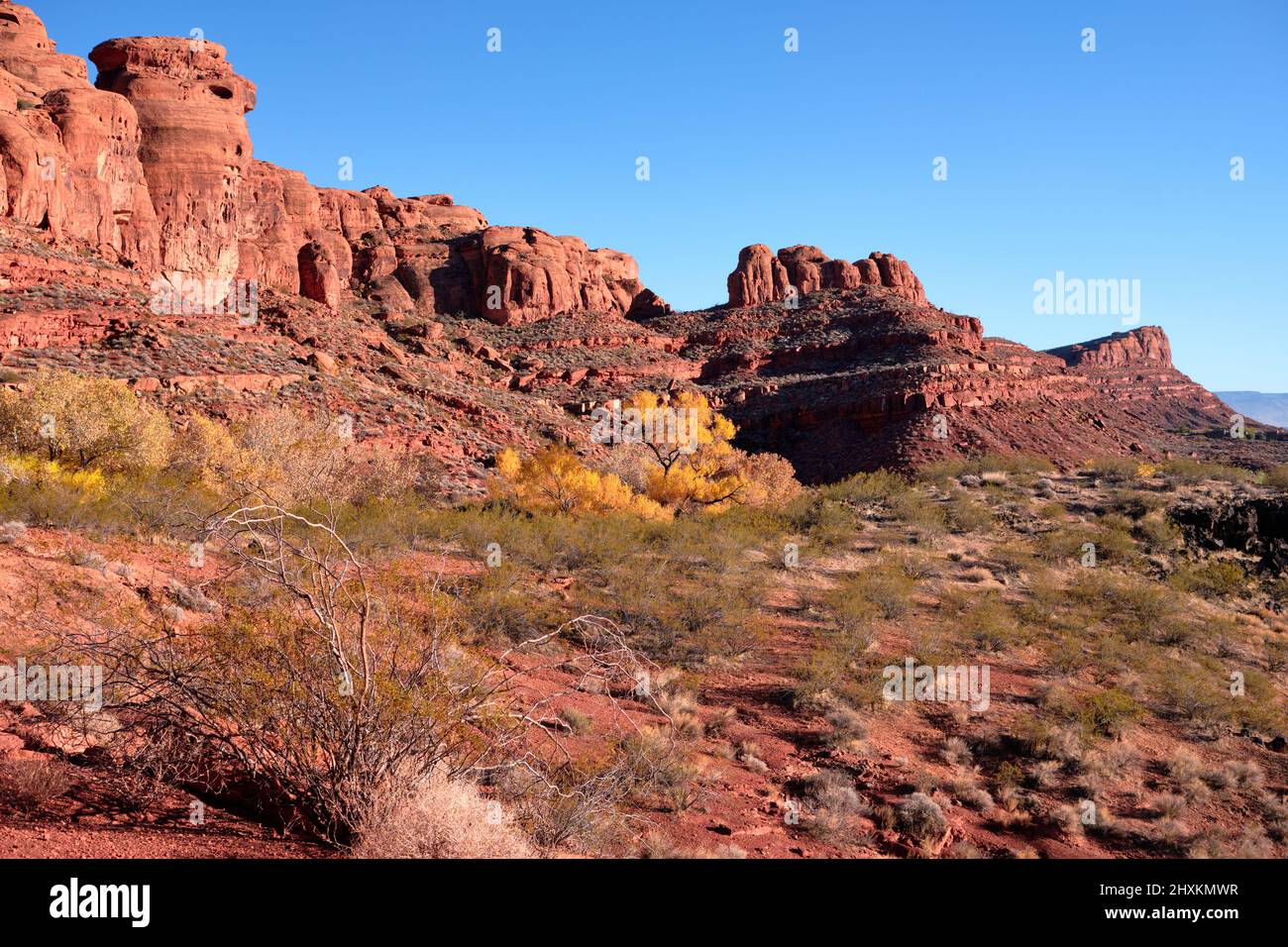 A few trees with bright yellow Fall coloring and the Red Cliff outcrop of North Black Rocks.  Snow Canyon State Park, Ivins, Utah Stock Photo