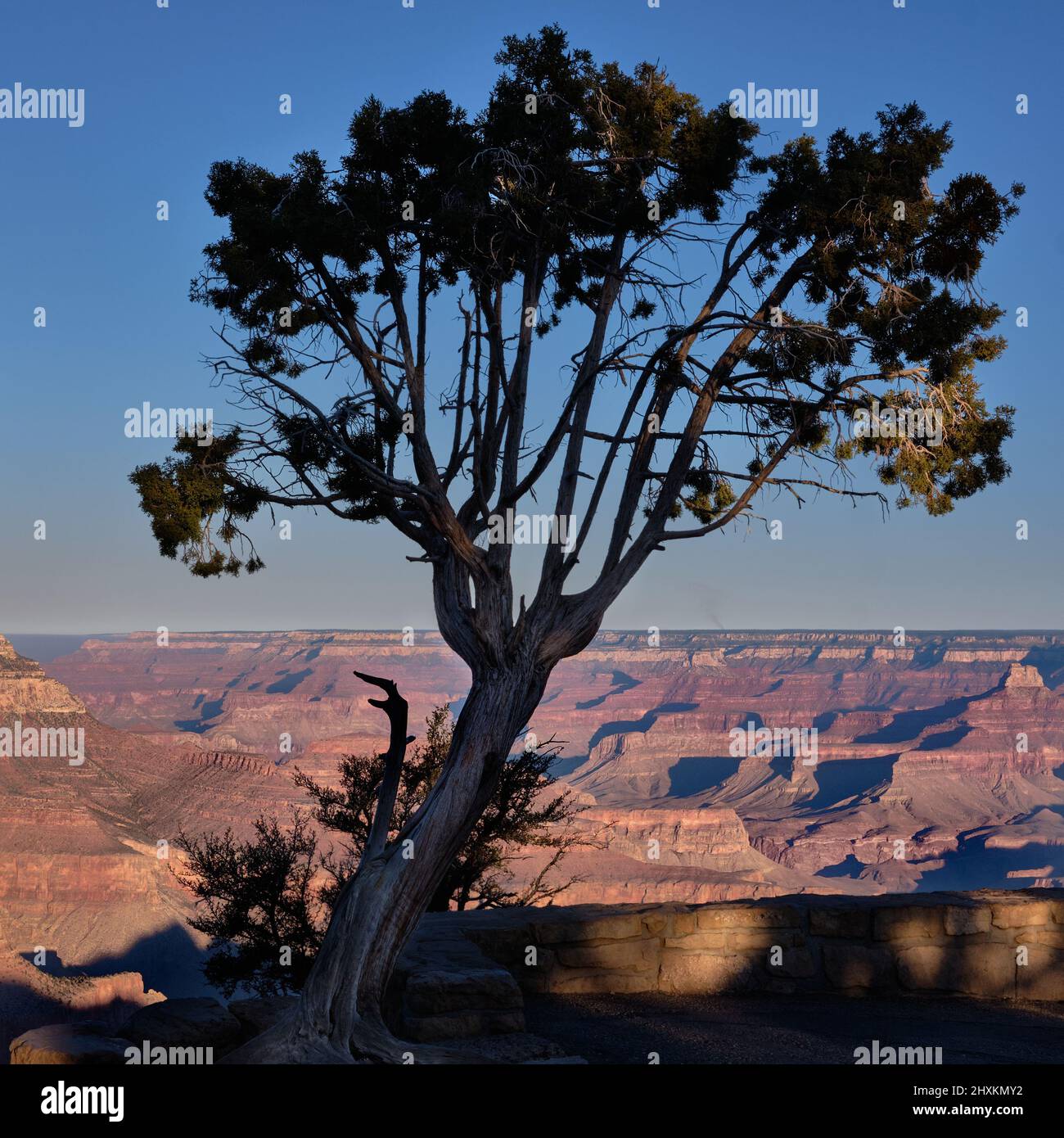 Interesting tree at Grand Canyon's Grandview Point. While Canyon forms background for half of tree, the top part is against clear blue, cloudless sky Stock Photo