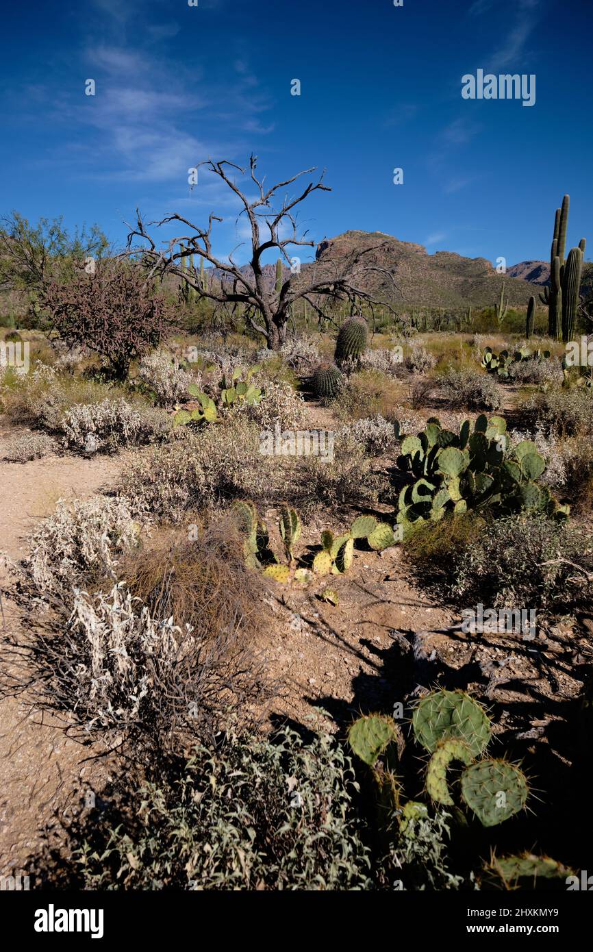 Dusty path leads toward tree skeleton through varied desert vegetation including cacti.  Sabino Canyon Recreation Area Stock Photo