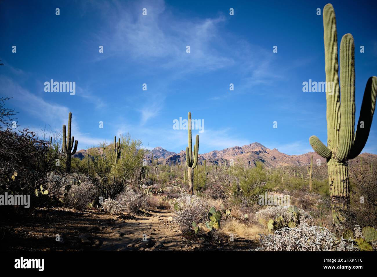 Large saguaro cacti point upwards to blue sky and wispy white clouds.   Iconic Arizonan desert landscape in Sabino Canyon Recreation Area, near Tucson Stock Photo
