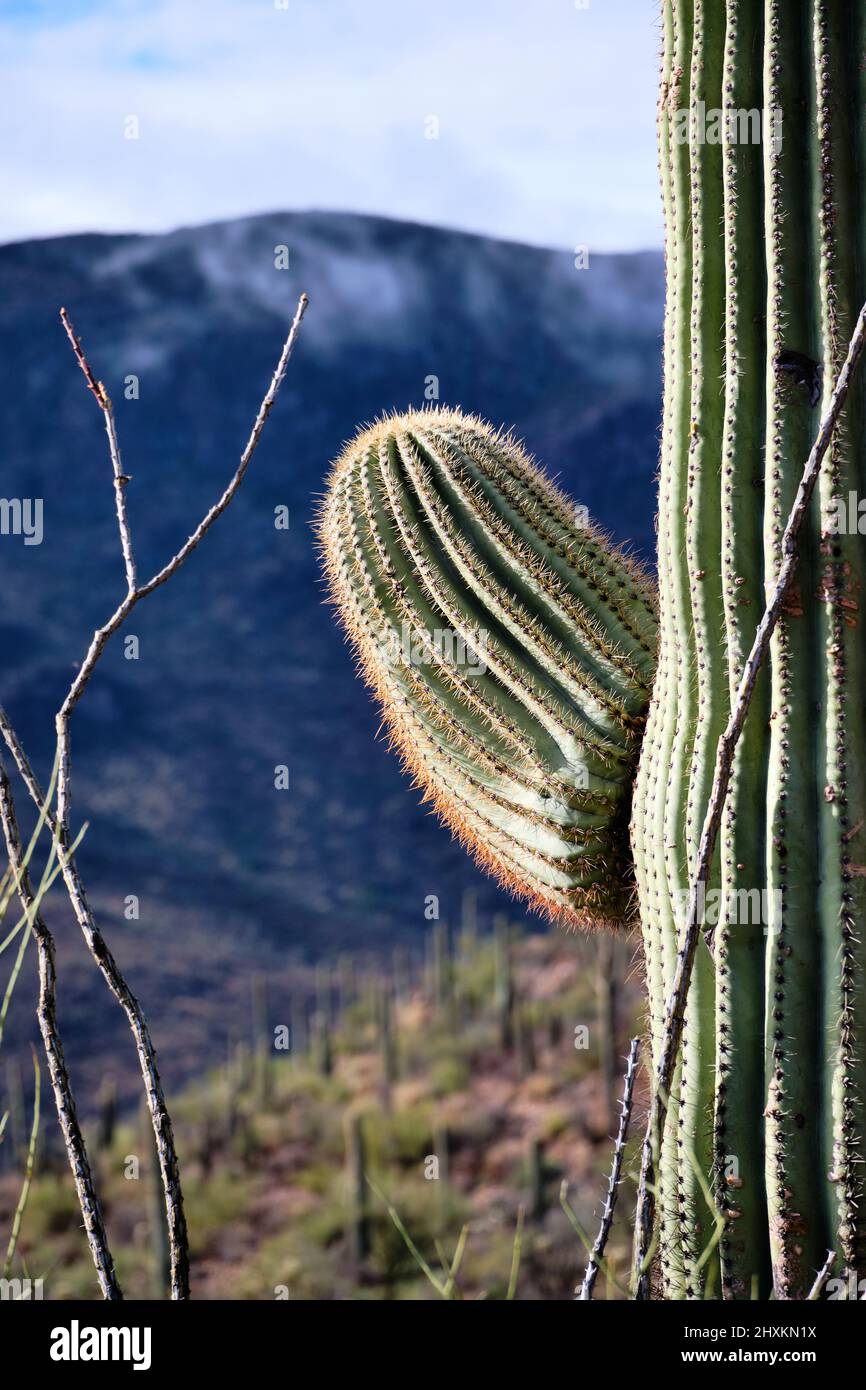 Spikes and prickles on arm of saguaro cactus well defined against dark grey mountain blurred in distance.  Tucson, Arizona Stock Photo