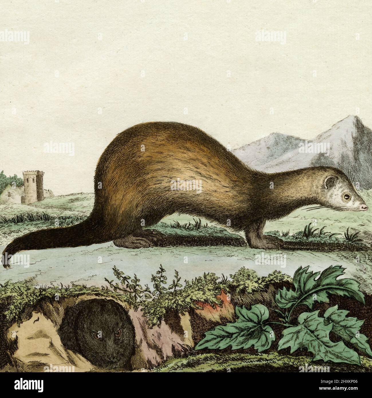 Polecat ferret or Le Furet Putois, hybrid between the wild polecat and domesticated ferret.  Detail from engraving created in 1700s for French naturalist, Georges-Louis Leclerc, Comte de Buffon (1707-1788), from a drawing by French wildlife artist, Jacques Henri E. De Sève (fl.1742-1788).  The engraving appeared in Buffon’s influential work on natural history, the 36-volume 'Histoire Naturelle, générale et particulière …’,  published between 1749 and 1788. This illustration, later coloured by hand, comes from the rare 1780 French edition of the ‘Histoire'. Stock Photo