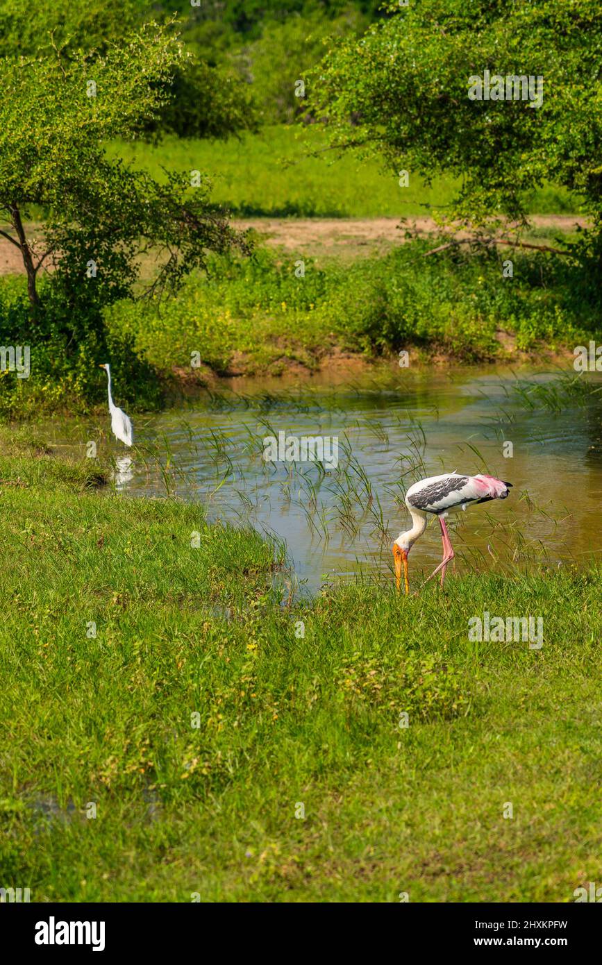 Marabou Stork beside a smal lake at the Yala National Park, background a great egret, vertical Stock Photo