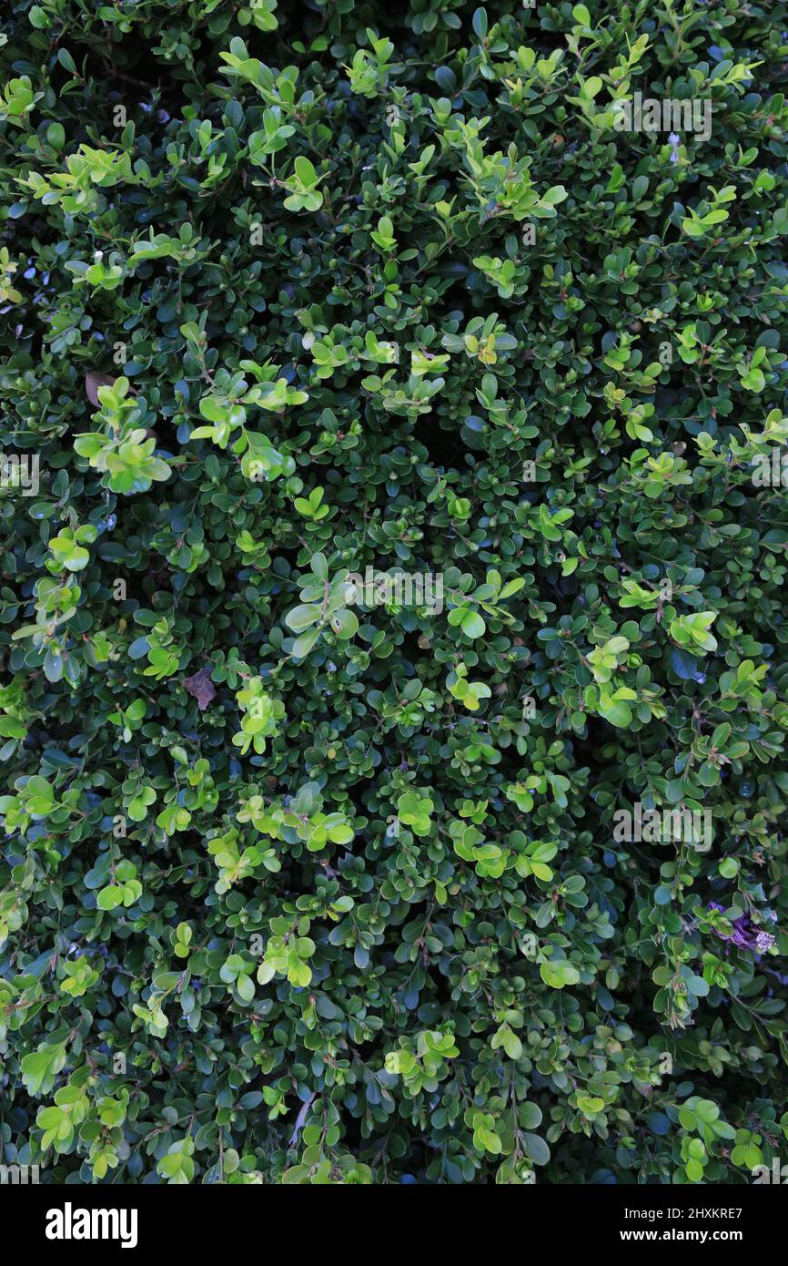 Boxwood background or wallpaper Stock Photo - Alamy