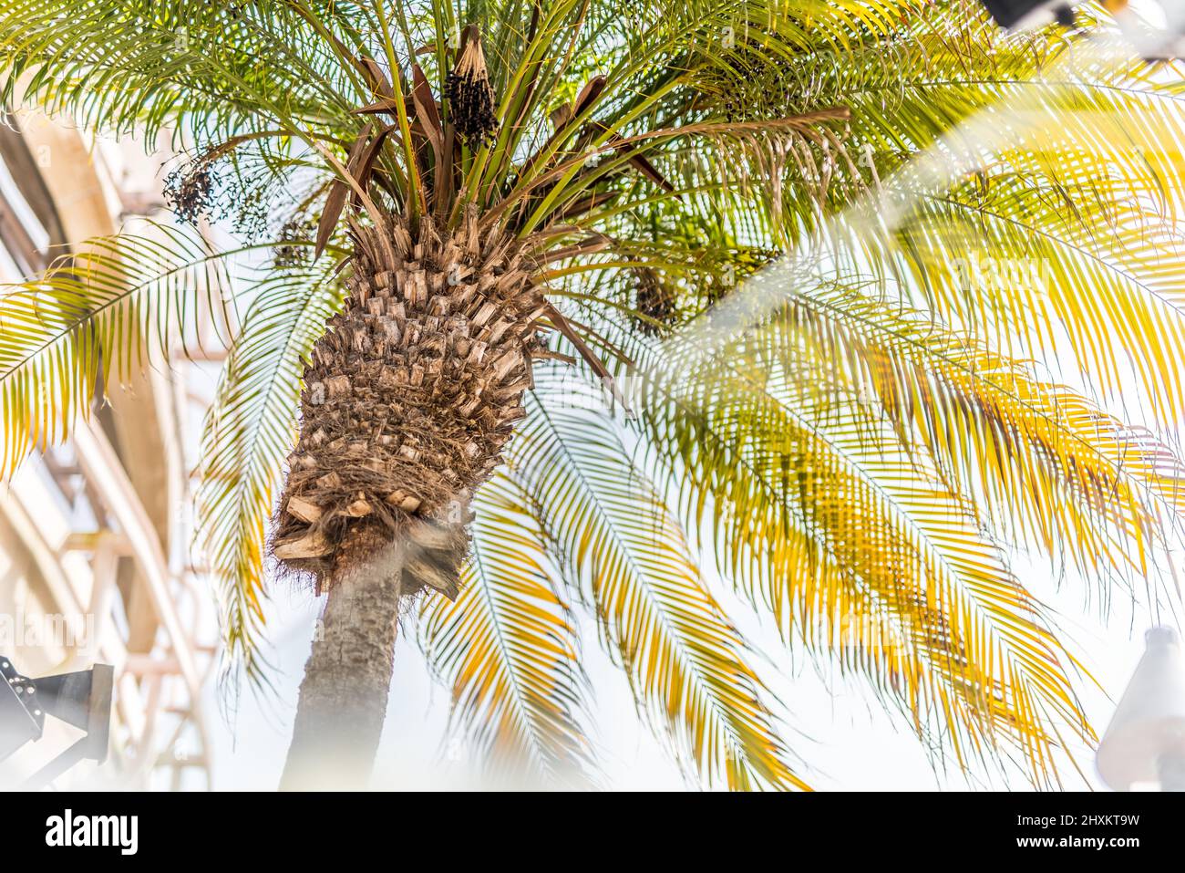 Palm Tree in San Diego California Stock Photo Alamy