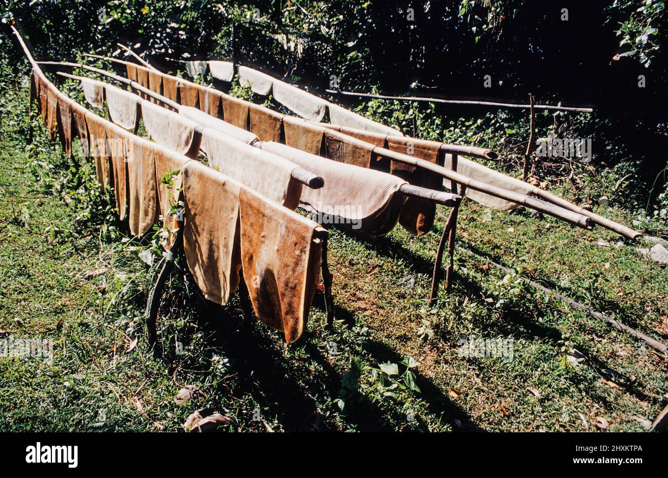 Raw rubber sheets left to dry in the open next to a rubber plantation at Ko Sukorn island in Southern Thailand. Stock Photo