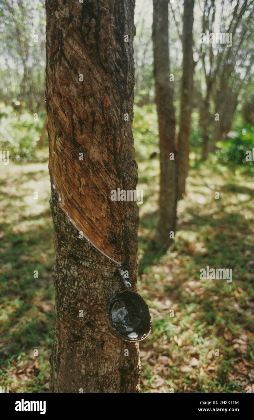 Latex harvest at a plantation on Ko Sukron island in Southern Thailand. After tapping the bark of rubber trees, the raw latex rubber is collected in small cups. Stock Photo