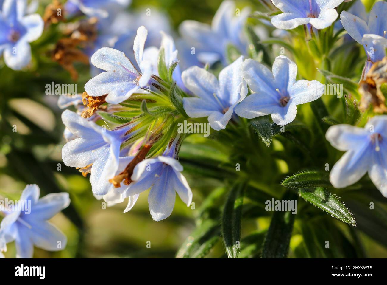 Zahn's gromwell 'Lithodora zahnii' evergreen shrub with blue flowers petals blooming during Spring. Dublin, Ireland Stock Photo