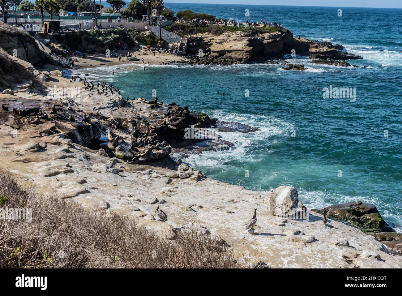 Seals and Sea Lions at La Jolla Stock Photo Alamy