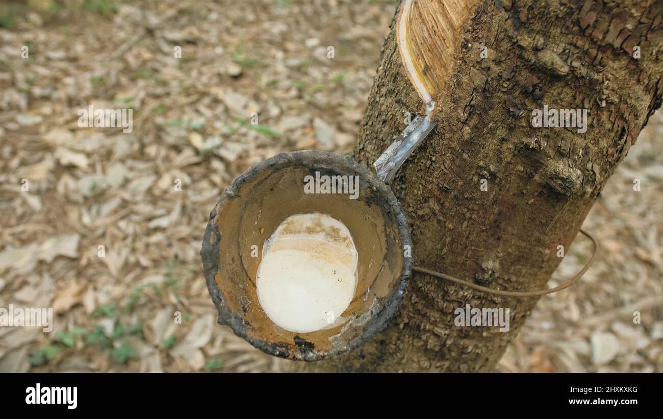 Ghana rubber plantation hires stock photography and images Alamy