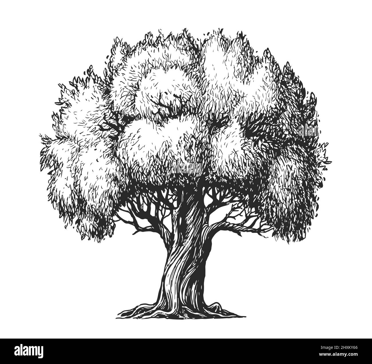 Olive Tree Drawing png download  10611104  Free Transparent Paint png  Download  CleanPNG  KissPNG