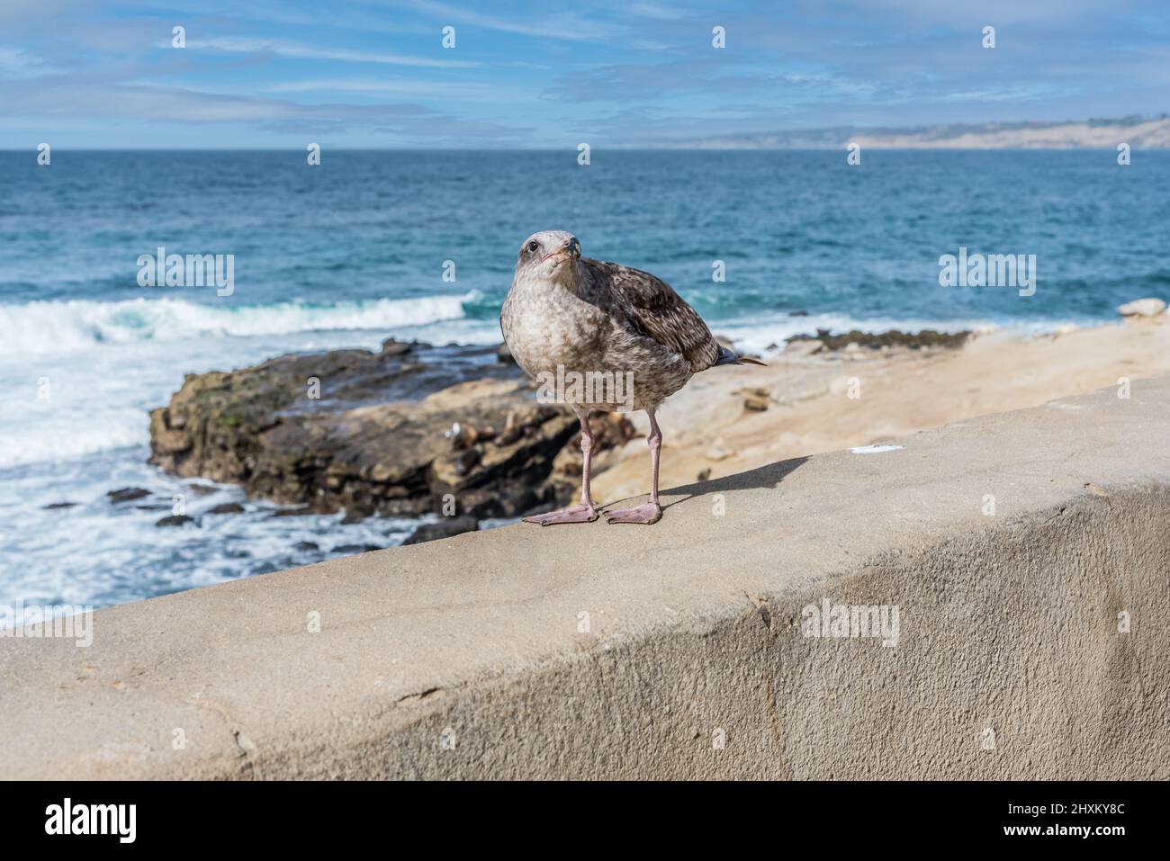 Sea Gull at shore Stock Photo