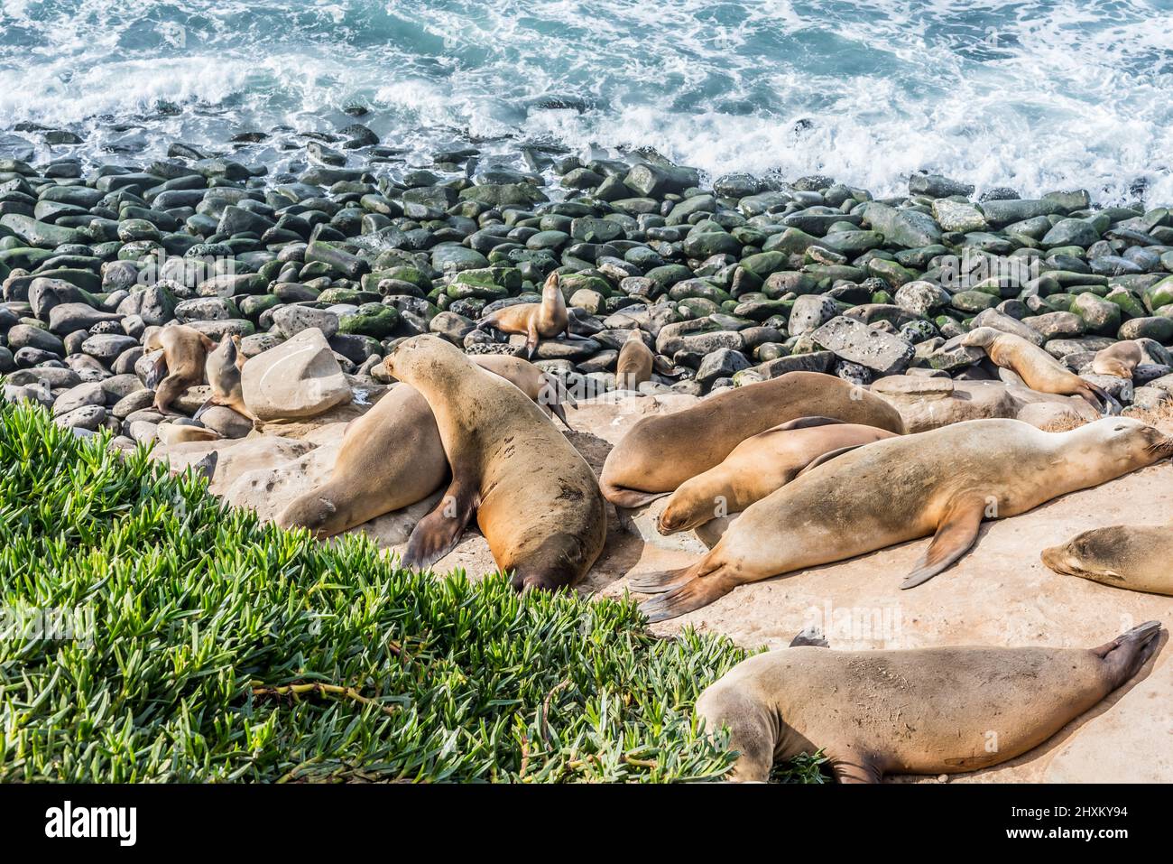 Seals and Sea Lions at La Jolla Stock Photo Alamy