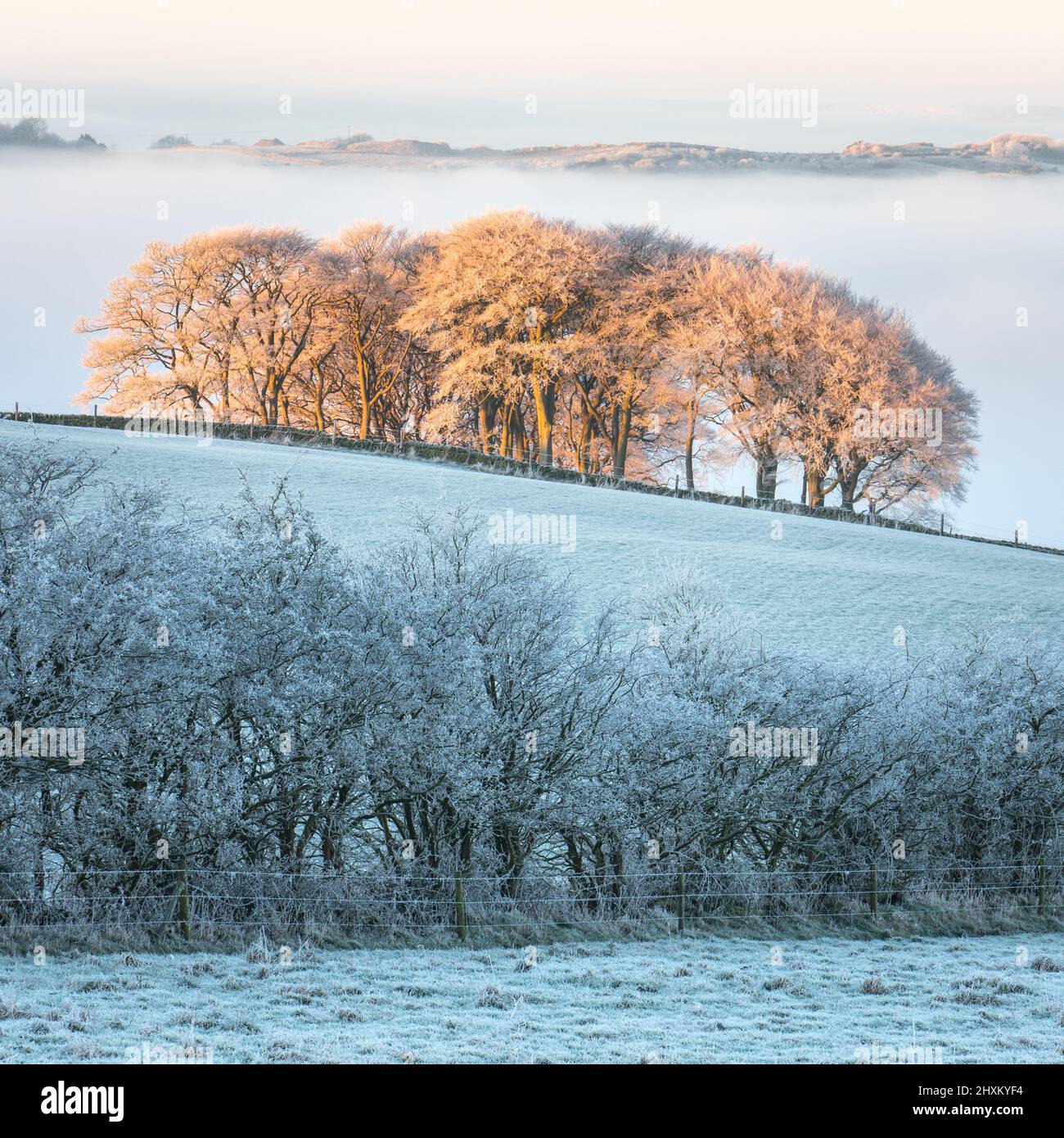 The 'Elephant Trees' above Guiseley glow orange in early morning light in contrast to the cool tones of the surrounding frosty landscape. Stock Photo