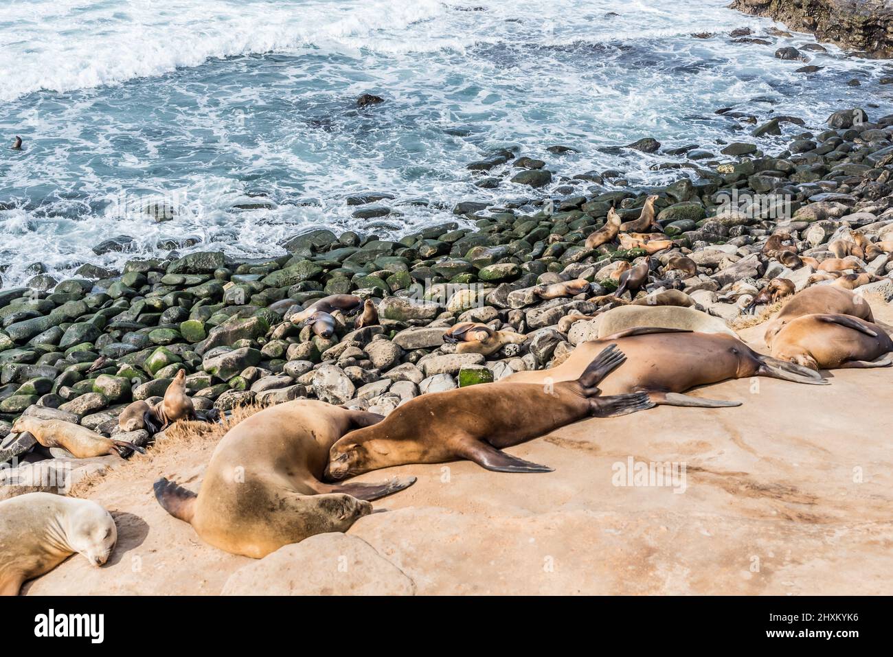 Seals and Sea Lions at La Jolla Stock Photo Alamy