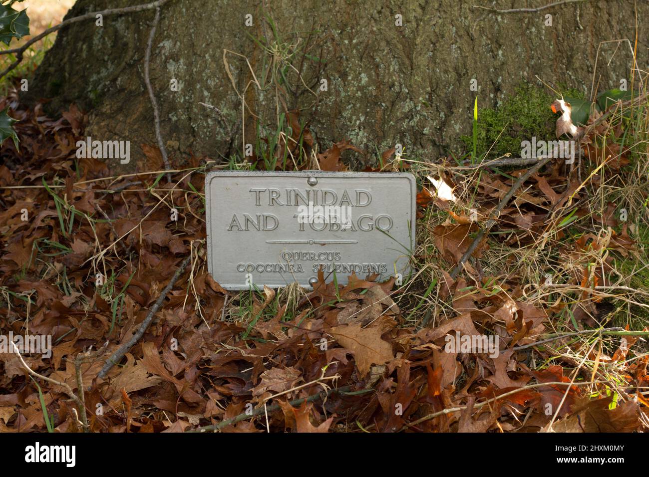 Oak tree planted to by representatives of Trinidad and Tobago to commemorate the coronation of King George VI and Queen Elizabeth in June1937. Stock Photo