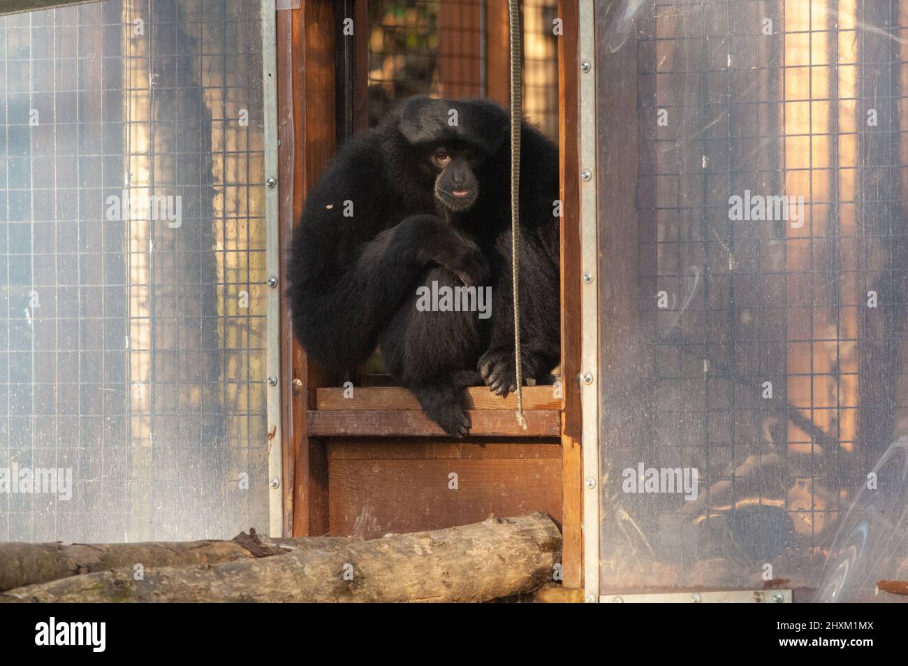 Siamang gibbon enclosure, Manor House Wildlife Park, Pembrokeshire