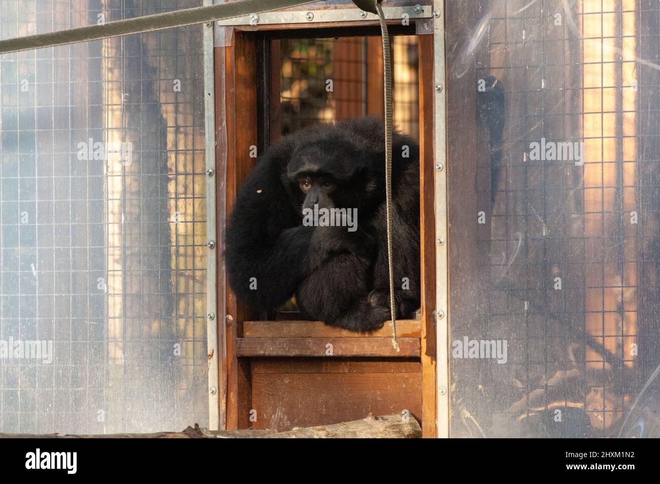 Siamang gibbon enclosure, Manor House Wildlife Park, Pembrokeshire