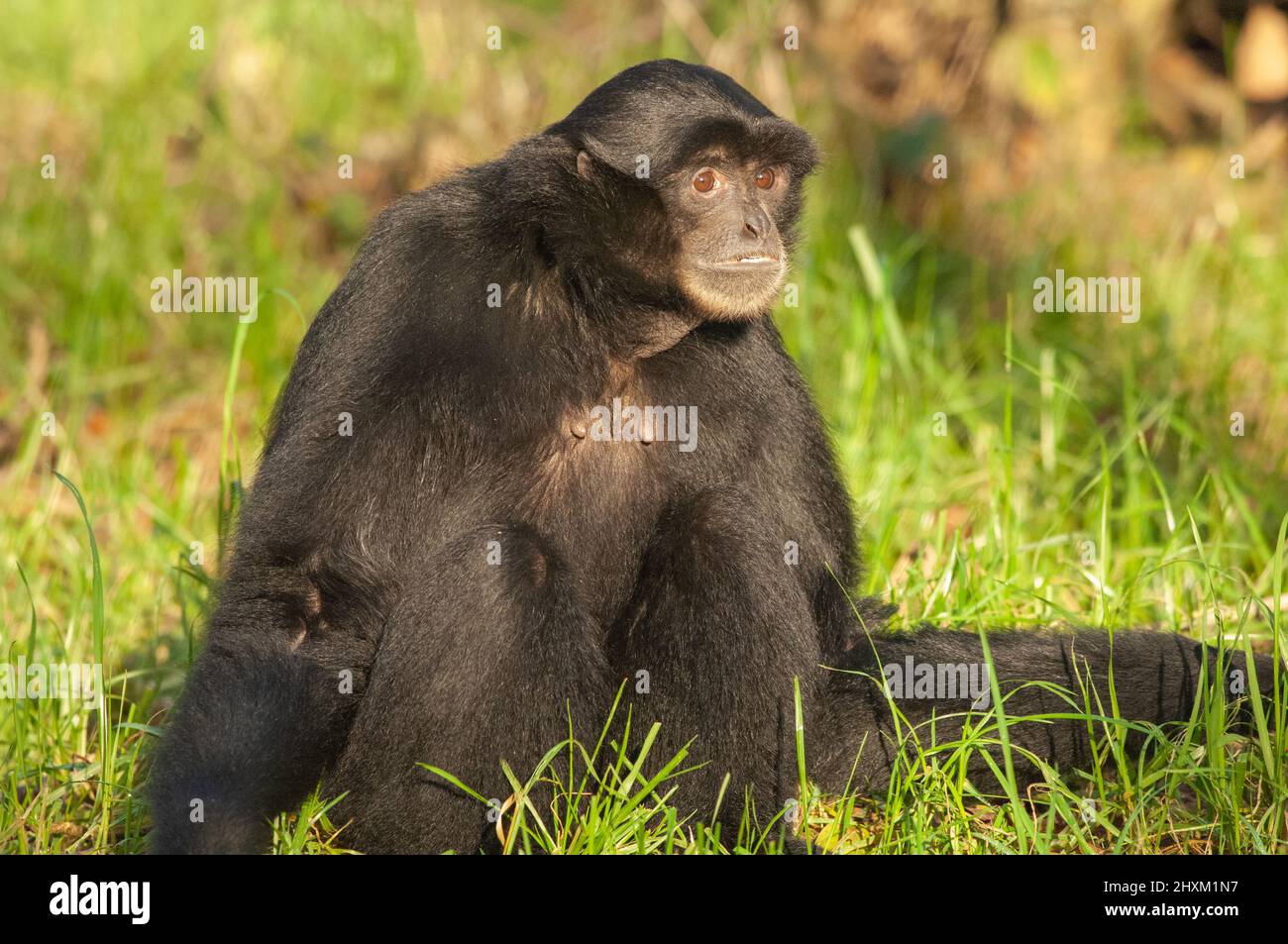 Siamang gibbon enclosure, Manor House Wildlife Park, Pembrokeshire