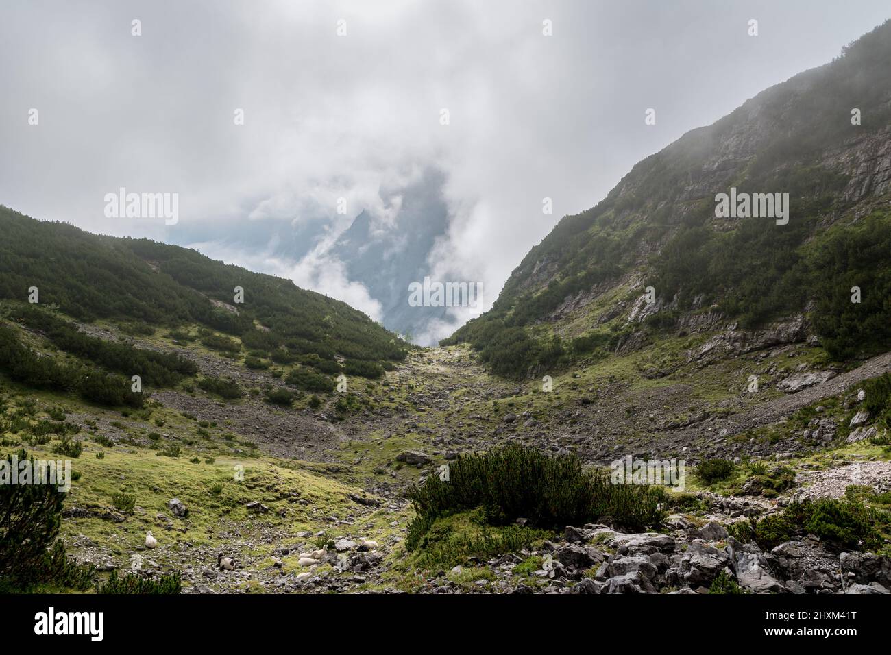 Wild sheeps lying in the middle of different grey rocks near the hiking trail to the Zugspitze. With view to the foggy Reintal valley in the morning. Stock Photo