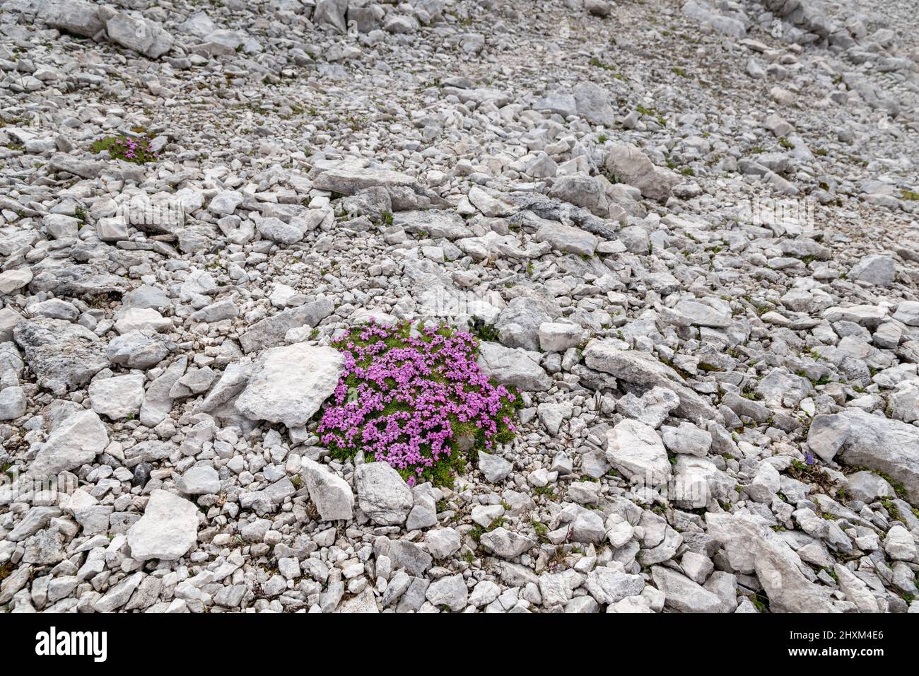 Wild androsace alpina growing in the middle of different grey rocks near the summit of the German Zugspitze. Stock Photo
